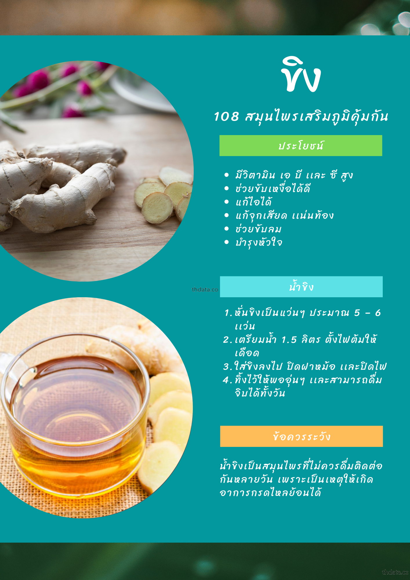 ขิง-108-สมุนไพรเสริมภูมิคุ้มกัน สมุนไพร ขิง-108-สมุนไพรเสริมภูมิคุ้มกัน สรรพคุณของขิง-108-สมุนไพรเสริมภูมิคุ้มกัน thai-herbs.thdata.co thdata.co